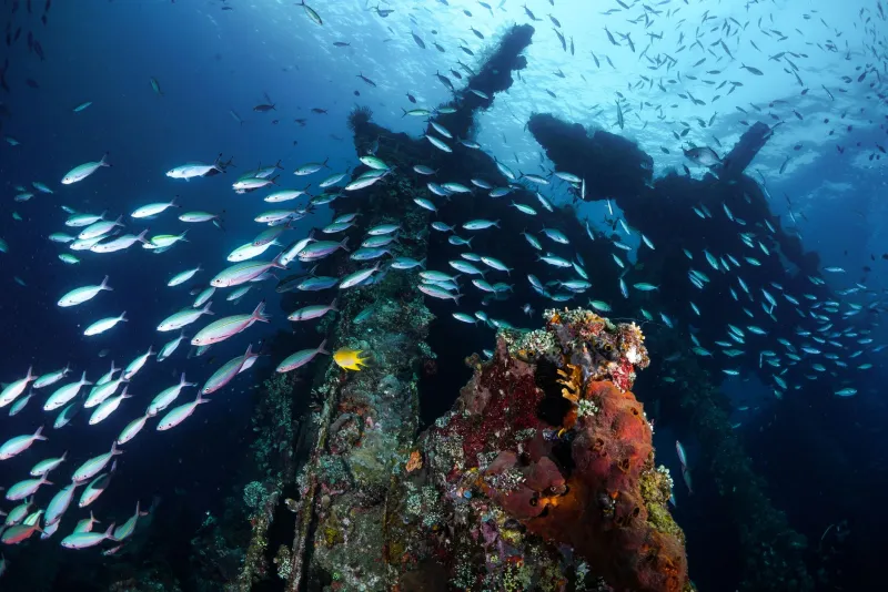 Merchants, Monsoons, and Coral: How Ancient Trade Winds Are Guiding Phu Quoc's Dive Scene Into New Waters