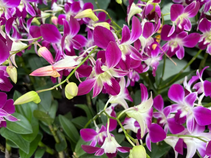 The Green Orchid Gamble: Meet the Phu Quoc Farmers Betting Everything on Vanilla